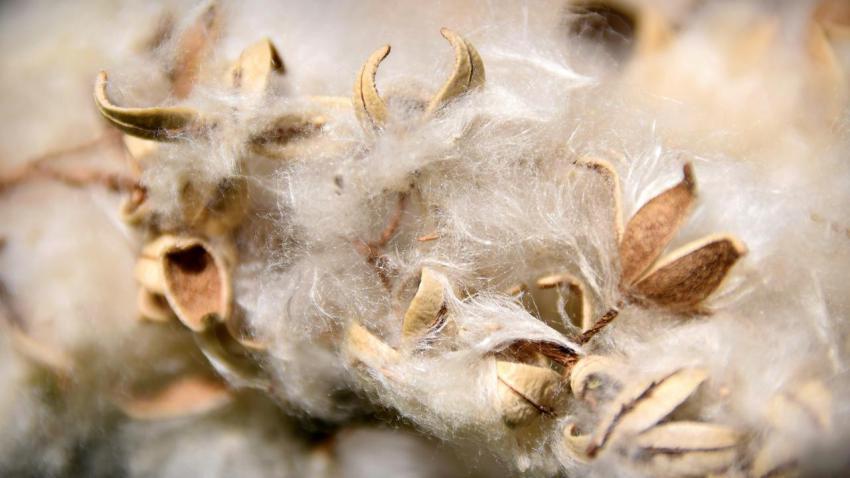 Cottonwood