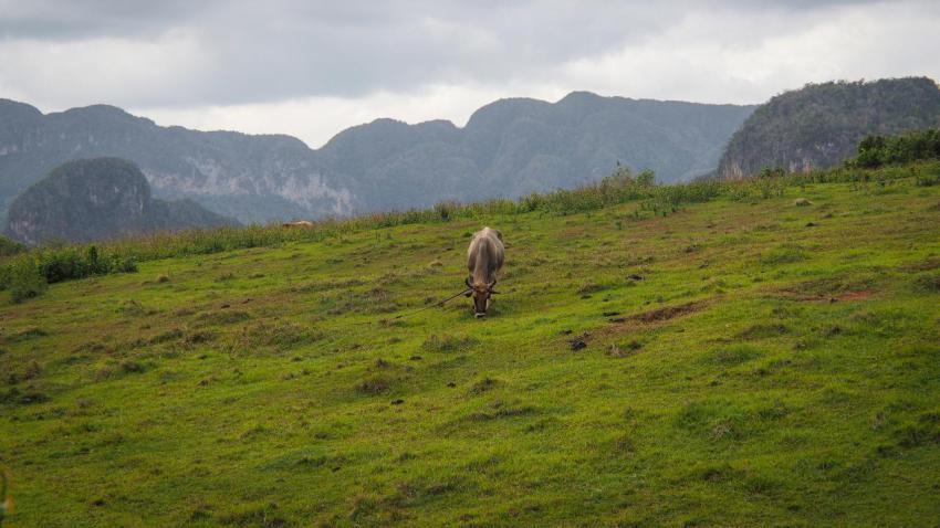 Cow on Cuba