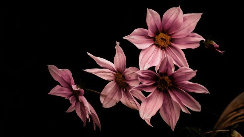 Dahlia imperialis