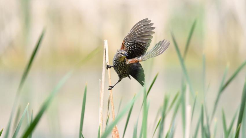 Dancing bird