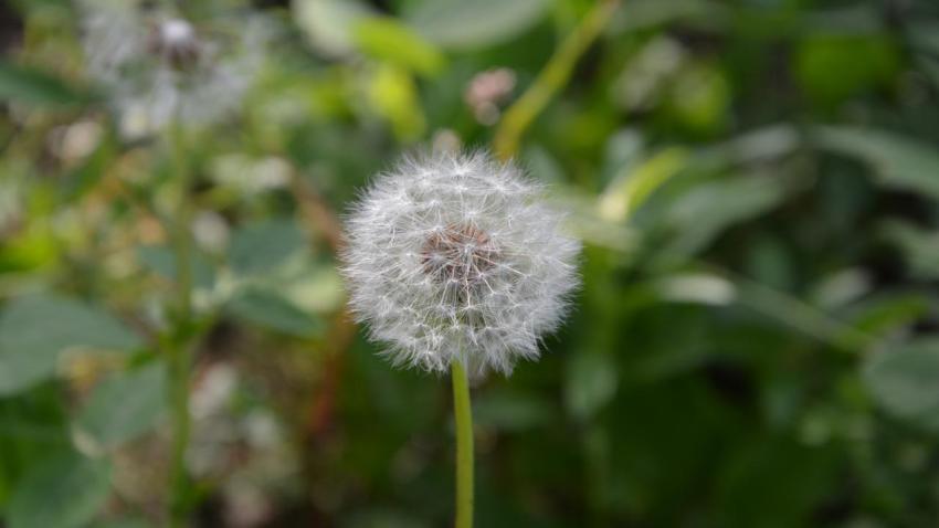 Dandelion