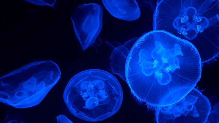 Deep Blue