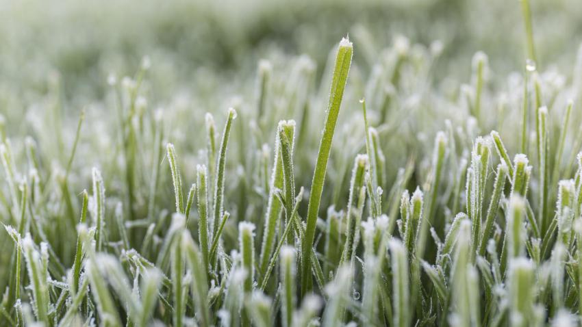Dew covered grass