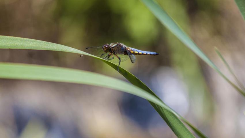 Dragonfly