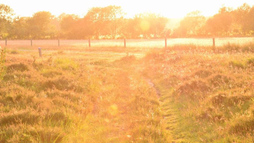 Dreamy Evening