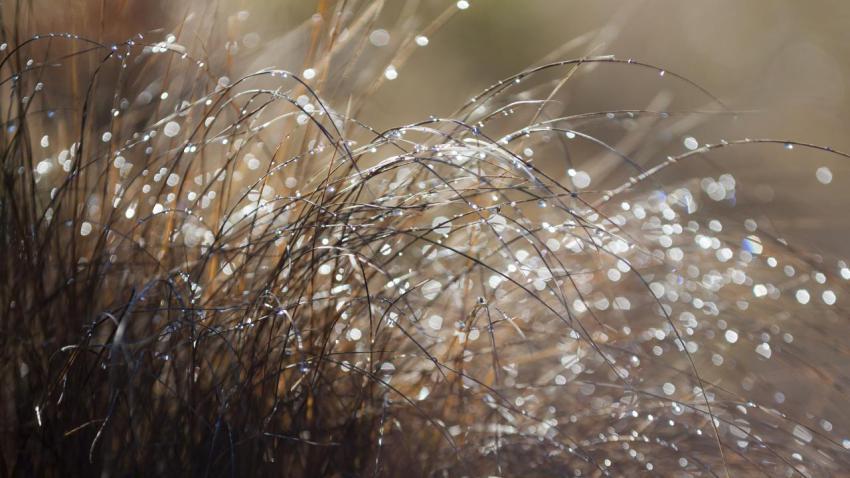 Drops