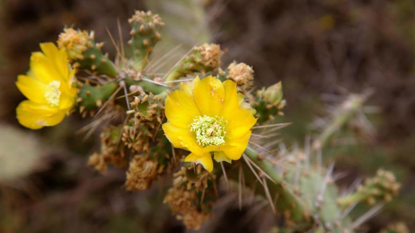 Dushi Flower