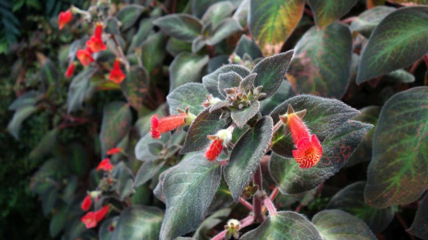 Edinburgh flower