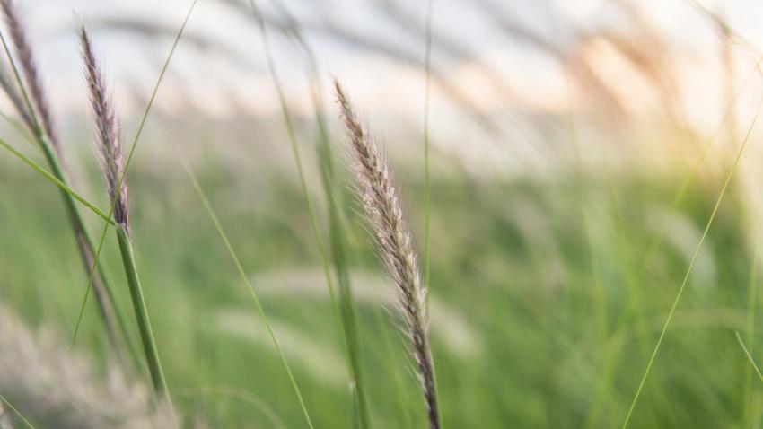 Elements of nature
