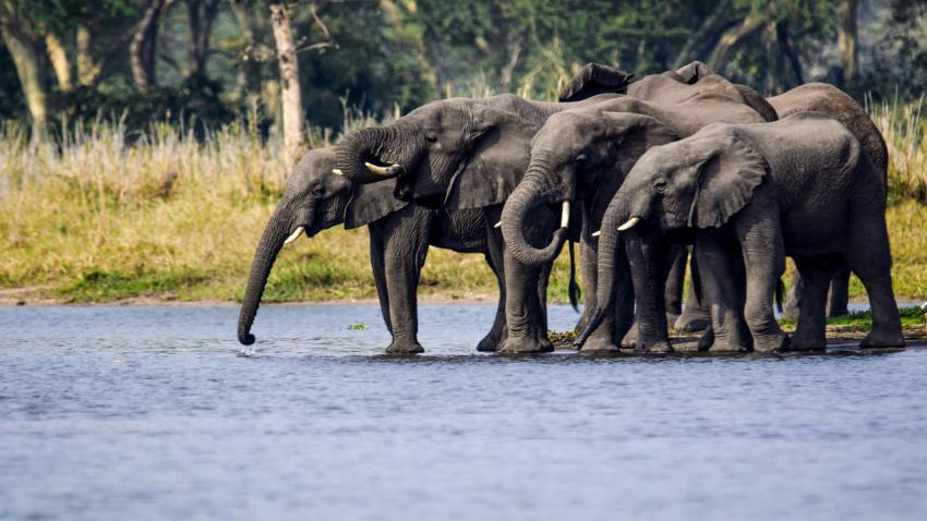 Elephants Drink