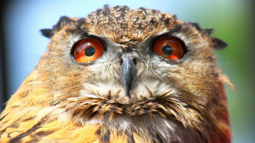Eurasian Eagle Owl