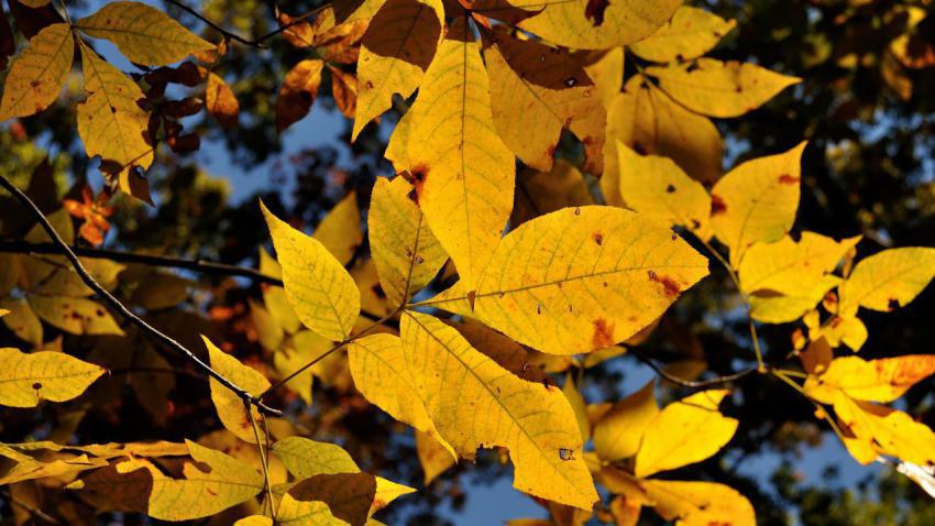 Fall Foliage