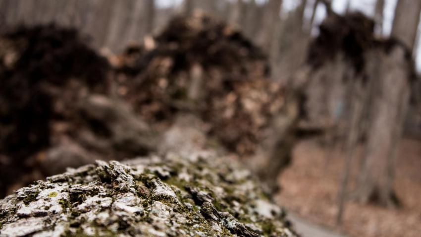 Felled Tree