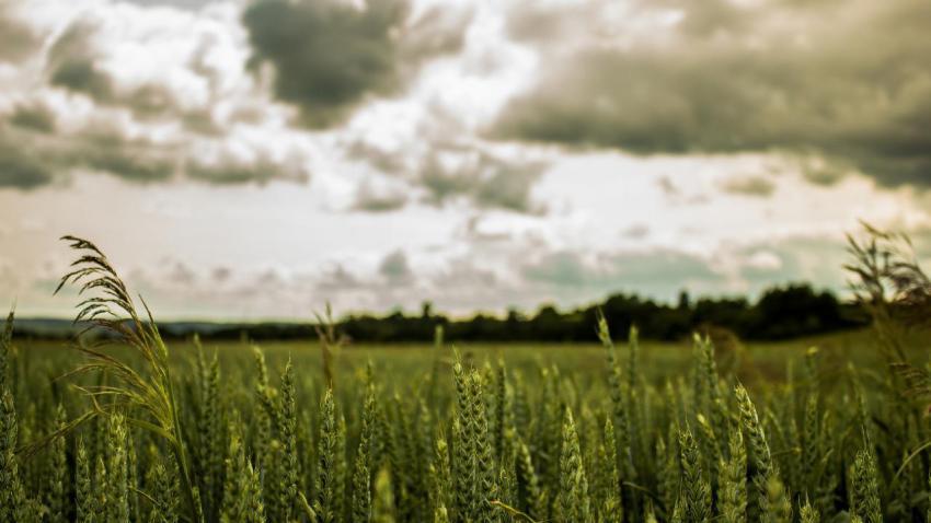 Field of Dreams