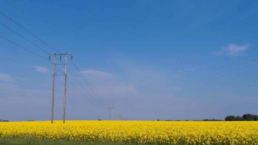 Field of Yellow