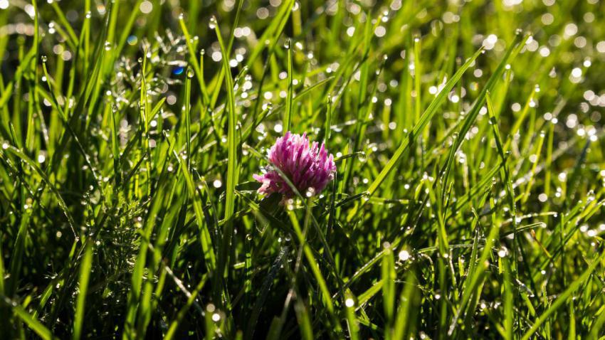 Flower in grass