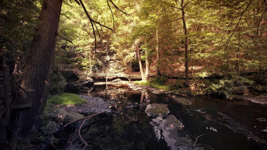 Forest Trail at Bushkill Falls