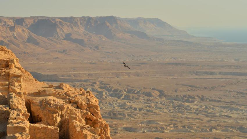 Free Bird