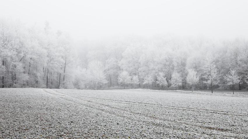 Frozen Forrest