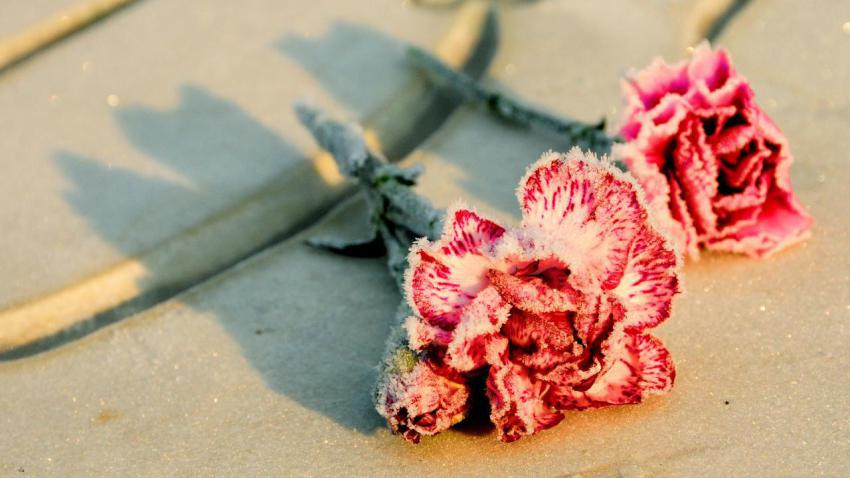 Frozen Hearts at Sunrise
