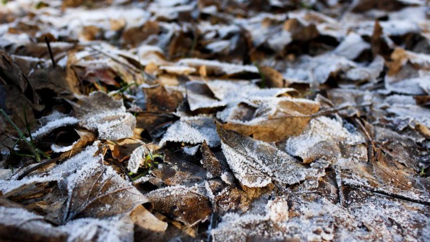 Frozen Leaves