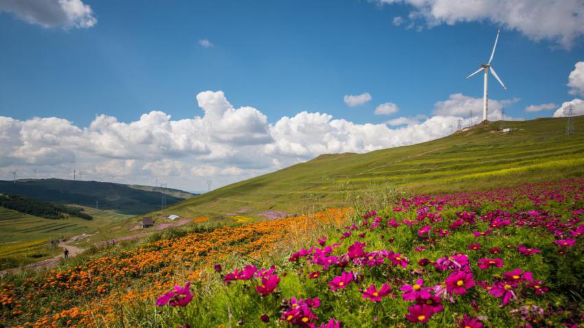Galsang flowers blossom on the grassland of Inner Mongolia China