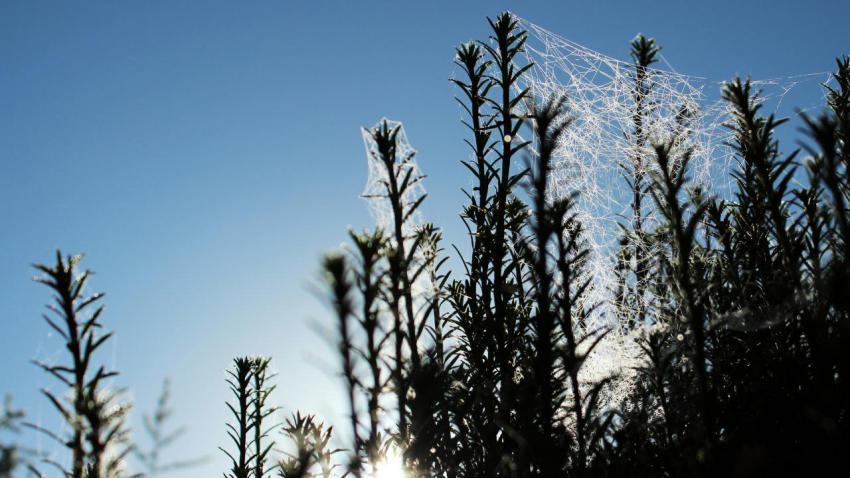 Glowing Cobwebs
