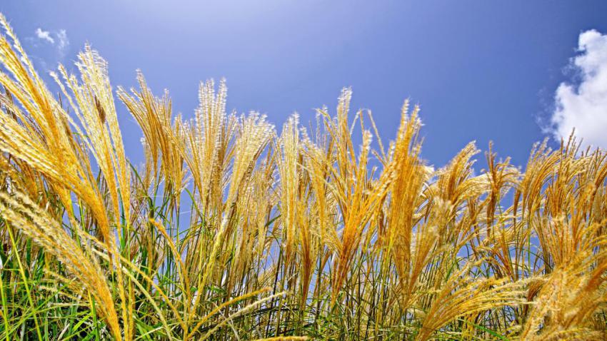 Golden Feather Reeds