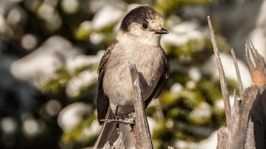 Gray jay [16:10]