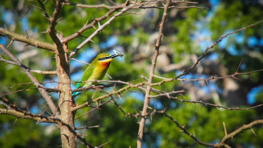 Green Bee Eater