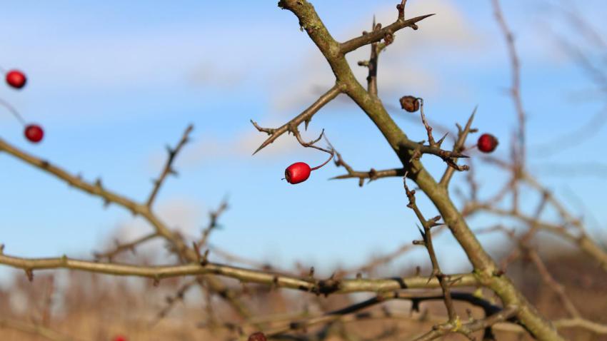 Hard Berry