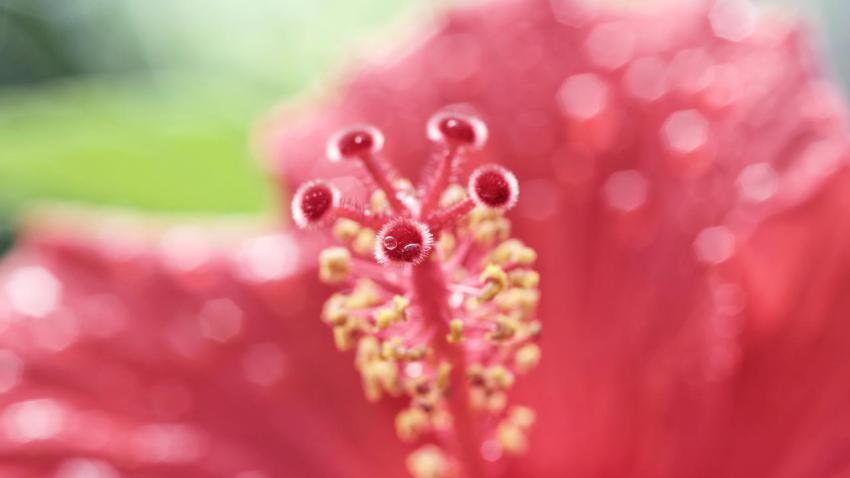 Hibiscus