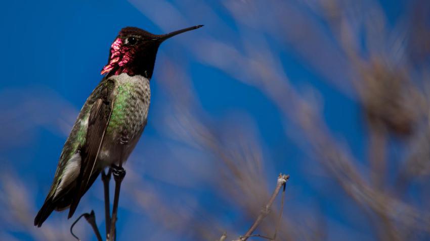Humming VIbrance