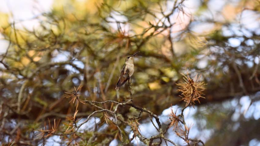 Hummingbird