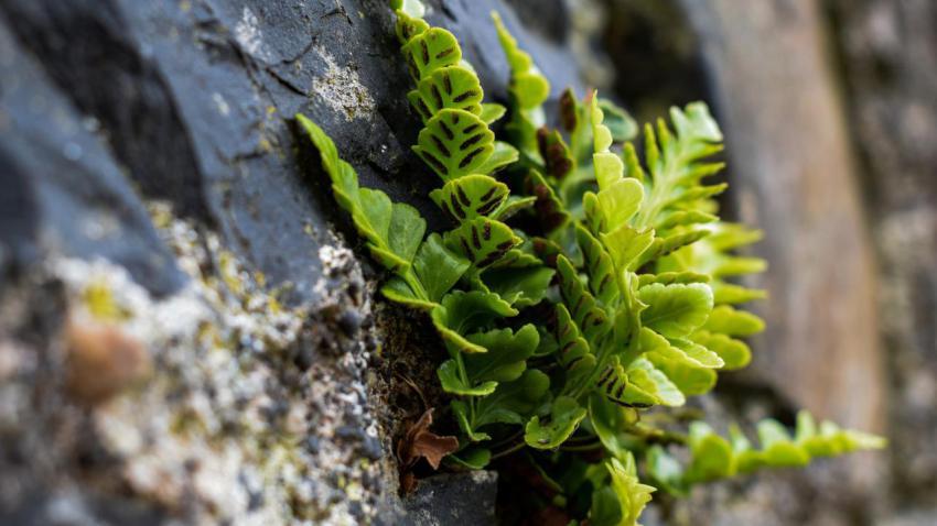 Irish Fern