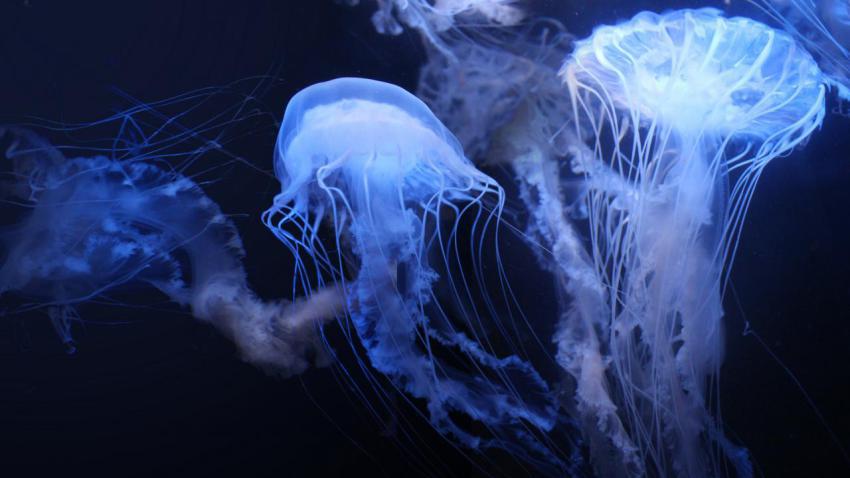 Jellyfish in The Deep