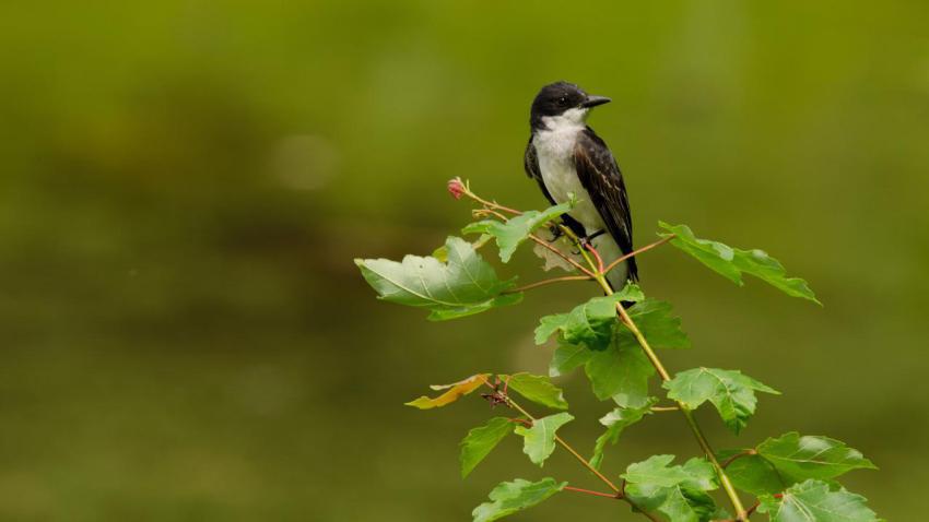 Just A Bird