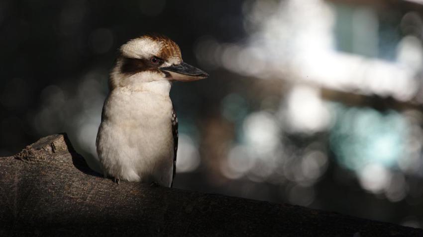 Kookaburra