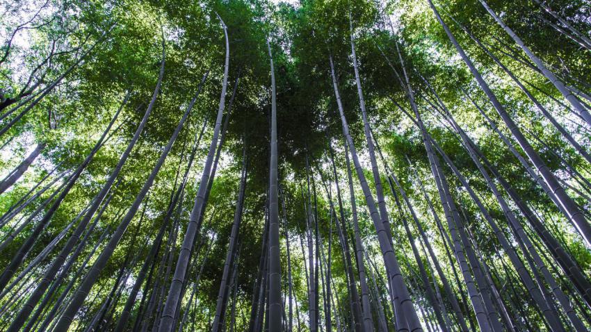 Koyto bamboo
