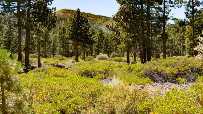 Lake Tahoe Meadow