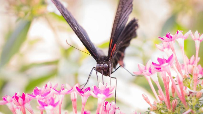Landing Butterfly