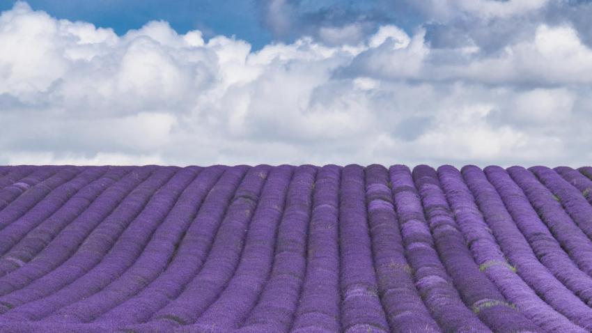 Hitchin Lavender Farm