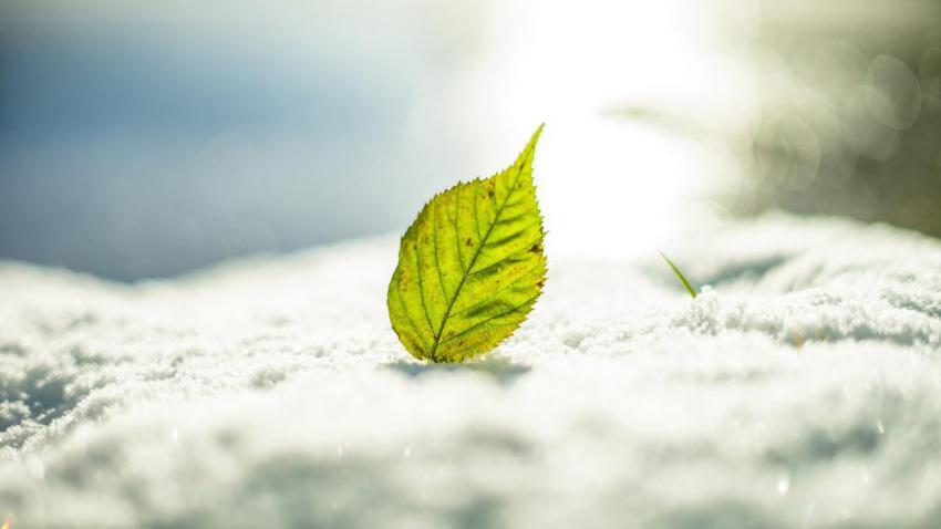 Leaf in the Winter