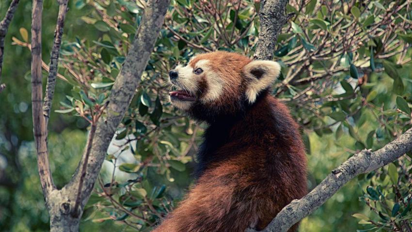 Lesser panda