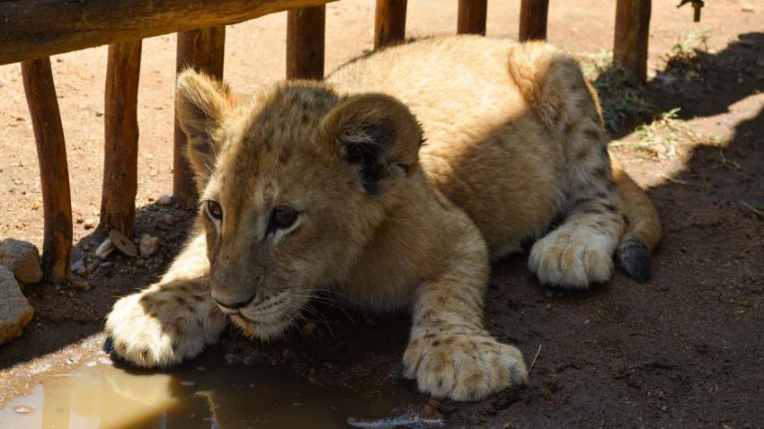 Lion cub