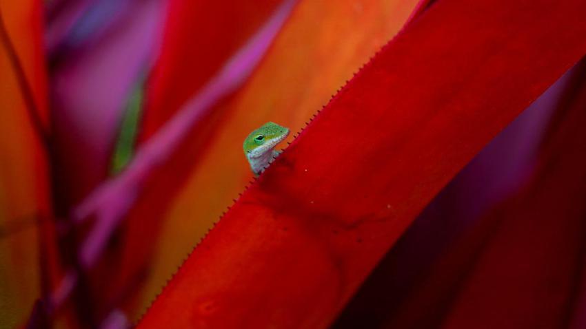 Lizard Enjoying Oahu Weather