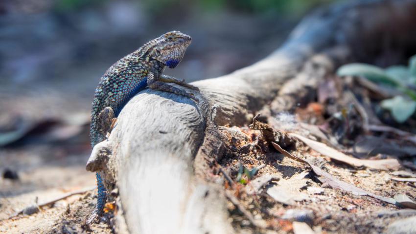 Lizard in San Diego Botanic Garden