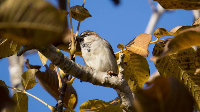Lonely bird