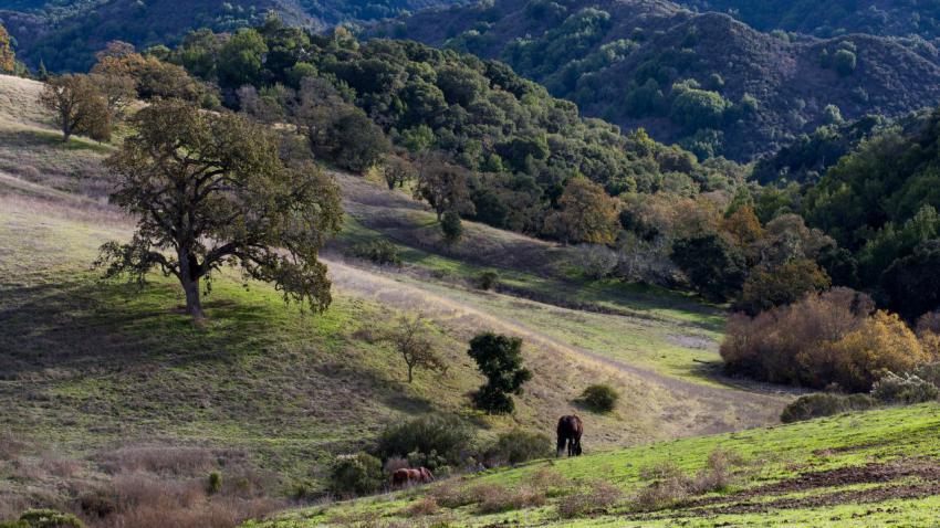 Los Altos Hills
