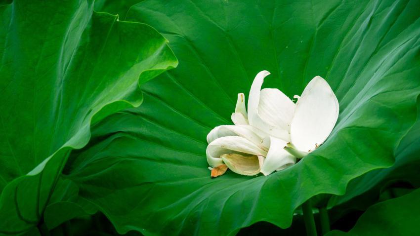 Lost Lotus